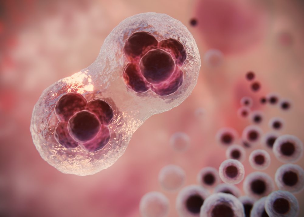 embrión 